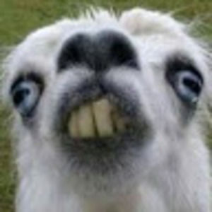 Meet your Posher, Jude